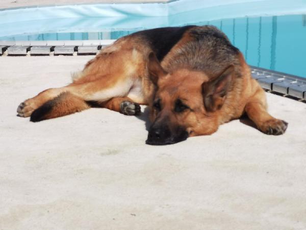 💔 La Voce Di Kora 💔